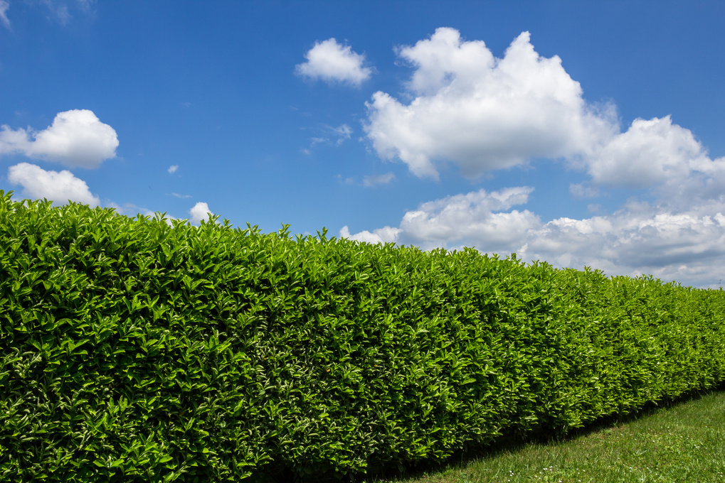 Green hedge