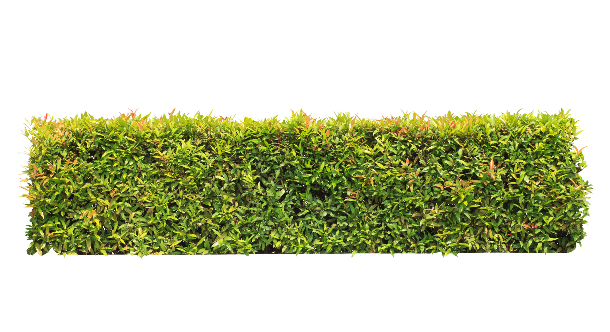 green hedge on isolated